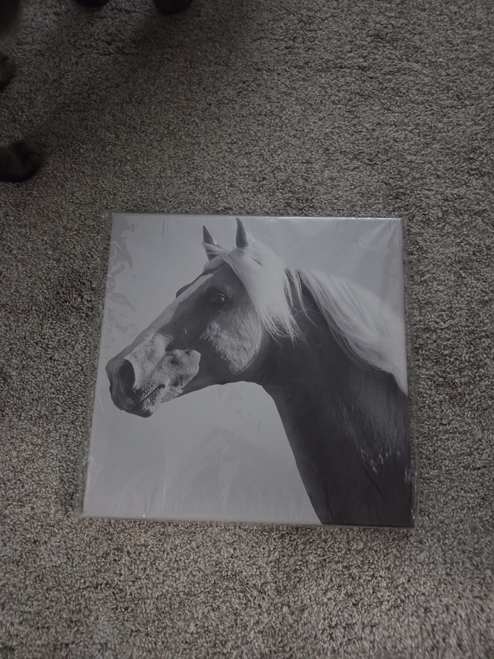 Black & White Horse Portrait Wall Art Print